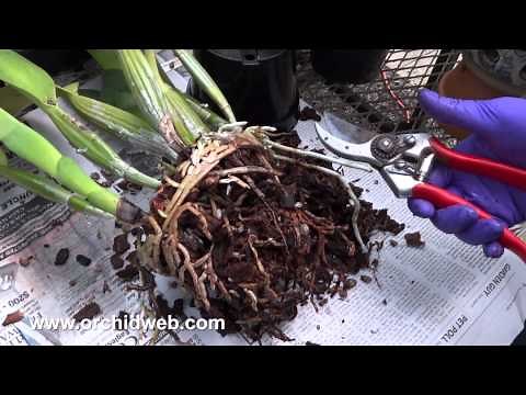 OrchidWeb - How to divide your orchid plants