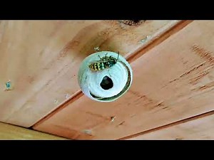 How do wasp build nests?