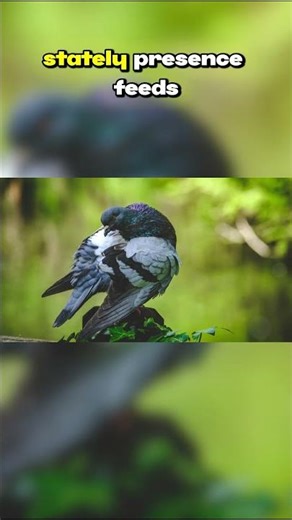 Top Ten Endemic Species of the Canary Islands: Guardian of the Misty Forests