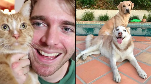 Shane Dawson's pets: All of the YouTuber's cats and dogs