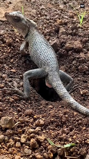 Why Pet Lizards Lay Eggs This Way🦎