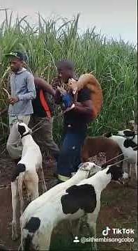 Amaphisi Hunting// Greyhound//Springbok