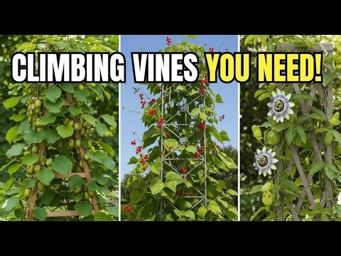 Top 10 Perennial Edible Climbing Vines for Small Vertical Gardens 🌿