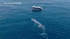 Gray whale population off North American Pacific Coast plummets, new report shows