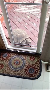 A Clever Tortoise Figures Out How to Open the Screen Door That Leads Into the House