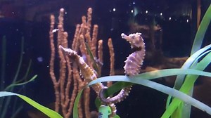 4.1K views · 193 reactions | Our seahorses really inhale their food! Check the spectacular suction snout action as they gobble up tiny brine shrimp. | Texas State Aquarium | Facebook