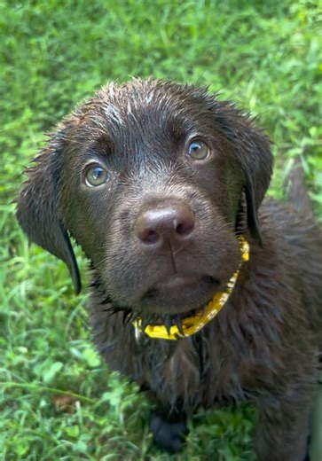 Baby moose after playing in the pool🐶😊 #puppy #cutepuppy #labpuppy #moosetheenglishlab #puppyspeak