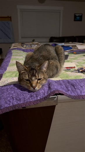 A cat laying on a pool table #猫