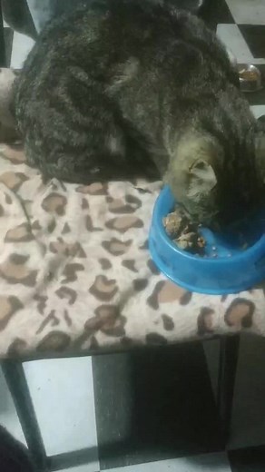 Ari Felidae on TikTok