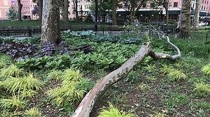 Woman critically hurt by falling tree branch in Washington Square Park