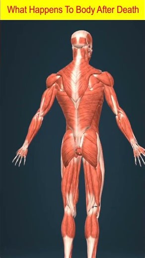 After Death What Happens To Your Body ? 😳 (Scientifically) #facts #shorts