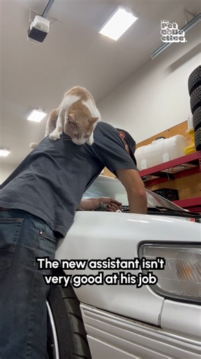 55K views · 1.2K reactions | People who say cats aren't needy have never seen this video 藍 (Via - Jonah S.) #Cats #OrangeCat #Funny #CatLife #Mechanic | The Pet Collective | Facebook