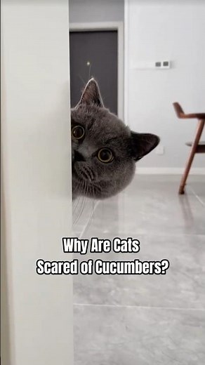 Why Are Cats Scared of Cucumbers?