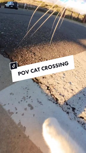 Cat crossing ⚠️ #leashedcat #povcat #catdad #fyp