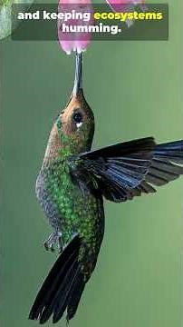 30 Million Years of Hummingbird Magic