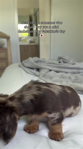 Why Dachshunds Make the Best Companions