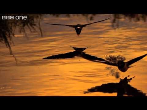 Barn Swallows Drinking on the Wing (Narrated by David Tennant) - Earthflight - BBC