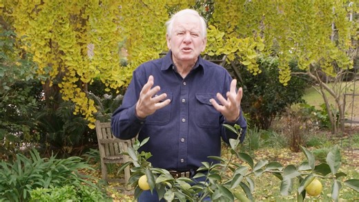 {How to grow - Citrus} If you want to know how to best grow citrus in your garden, pick up the latest edition of YOUR GARDEN Magazine and learn all the tips and tricks to keep your trees healthy & fruitful. YOUR GARDEN is available in supermarkets and newsagents. Or why not join the Garden Clinic Club and receive your copy at your doorstep? Just call the clubhouse on 1300 133 100 (Option 2). #gardenclinic #gardenclinicclub #citrus #howtogrow #yourgardenmagazine | The Garden Clinic | Facebook