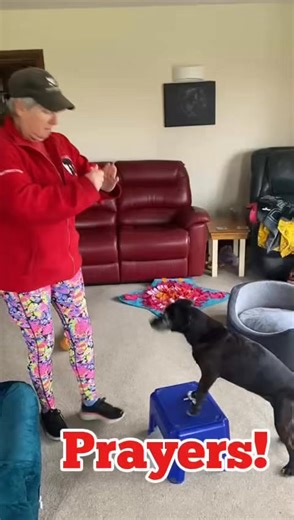 ✨ Say Your Prayers, Daisy ✨ (Featuring the nearly-13-year-old superstar who still thinks training is the best craic ever) Here’s the thing… when life feels a bit much for our dogs — or for us, let’s be honest — sometimes the best thing we can do is take five minutes and have a bit of fun together. Enter Daisy, who is almost 13 next month and still absolutely buzzing to learn new tricks. This little video shows her working on Say Your Prayers, and she thinks it’s the greatest idea I’ve ever had… 