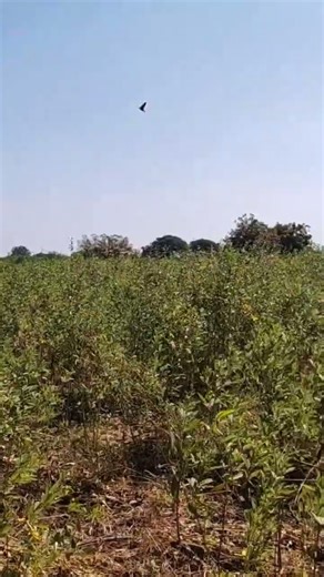 #toor #dal #farming #nature #agriculture