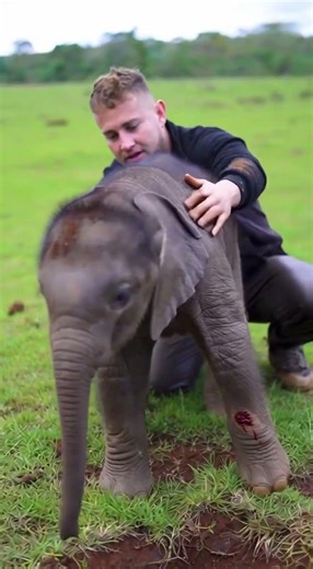 Elefante Mira lo increíble #videos #si #paratiiii #shir