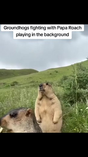 Groundhog Fights: Territorial Shoving Matches Explained
