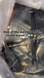 The Dr. Seuss Soapfish🧼🐠 🔥 A rare deep water species famous for its unique appearance. It’s called a Soapfish (family Serranidae) because it can secrete a toxic, soap-like mucus from their skin when stressed or threatened. When released into the water, it foams and can irritate or even kill nearby fish☠️😵 Would you add one to your tank? #DrSeussSoapfish #Soapfish #DeepWaterFish #RareMarineFish #OddballFish #SaltwaterFish #MarineFish #ReefCollectors #ExoticFish #FishCollectors #AquariumLife #