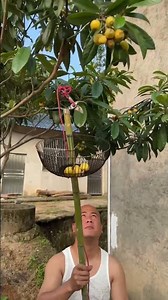 How to Build and Use a Clever DIY Long-Reach Fruit Picker