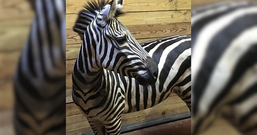 Meet Imara: Female zebra joins Zoo Atlanta’s African Savanna
