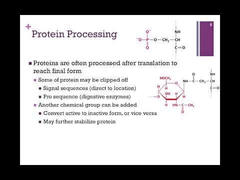 020-Protein Folding & Quaternary Structure