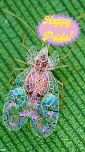 Lady B (Christina)! | Happy pride  here’s the Insect ID’s: Tingidae sp. Pterodictya reticularis Schizaspidia sp. Arctornis sp. Epicadus heterogaster Alucita... | Instagram