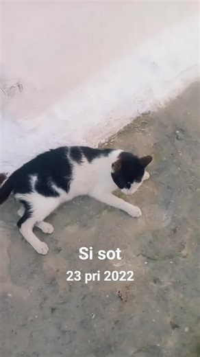 #nëkëtëditë