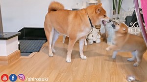 CHOMP | Shiba Inu - Shiro, Suki and potats