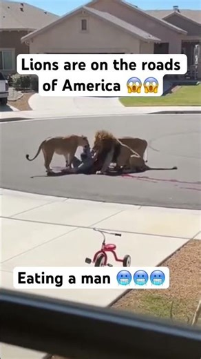A group of lions eating a man on the road😱🥶😰 #viralclips #shortvideos #viralvideos #shorts #viral