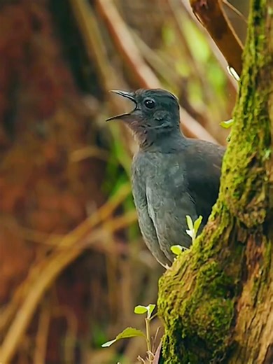 Spectacular Bird Sounds: Nature's Melodic Symphony