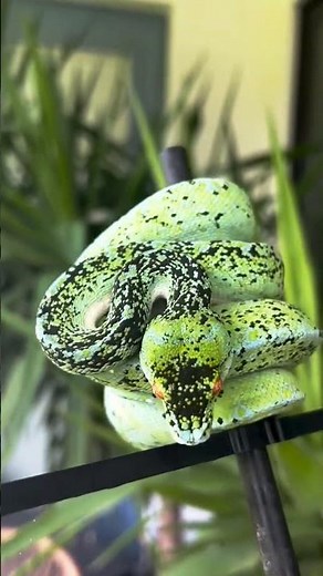 “Watch How the Green Tree Python Moves Among the Branches”