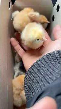 Buying baby chicks from tractor supply company