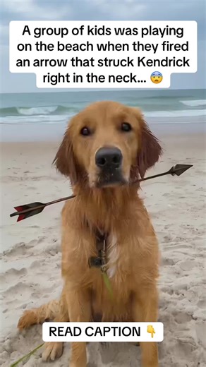 pawhealthtips on TikTok