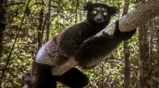 This singing lemur is the first known nonhuman mammal with "categorical rhythm"