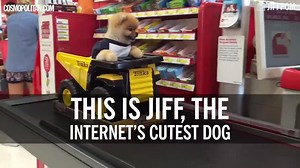 "jiffpom is so cute IT HURTS ❤️" - Cosmopolitan | jiffpom