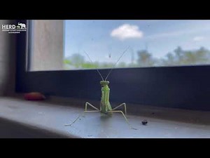 Friendly little praying mantis dancing in the nursery windowsill 💚