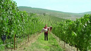 50K views · 495 reactions | Estamos deseando ver en España ‘Vino el amor’, protagonizada por Irina Baeva y Gabriel Soto. Pero como aperitivo os ofrecemos el trailer. A nosotros nos gusta. ¿A vosotros? | teleNOVELA | Facebook