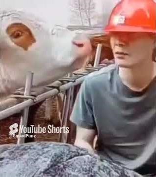 🐄💋 Cow kisses construction worker on the mouth! 🤣 Funny & a little gross #funnyanimals #funnyfail