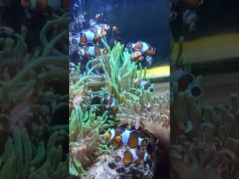 Akwarium Gdyńskie + nowa ekspozycja