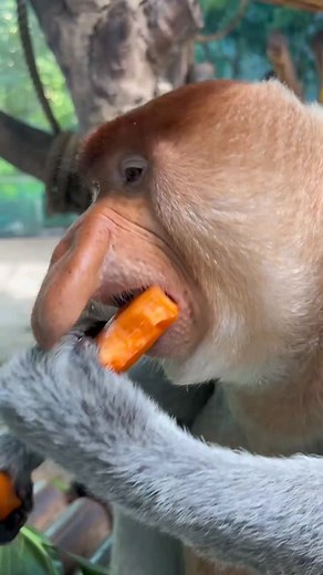 85K views · 2.1K reactions | Proboscis Monkey Amazing video.#Chimelong #MonkeyNakula #funny #ytshorts #shorts #animals #nakula | Probiscus Monkey Official | Facebook