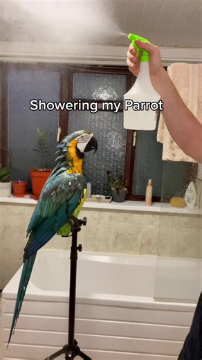 Showering Your Parrot: Tips and Techniques