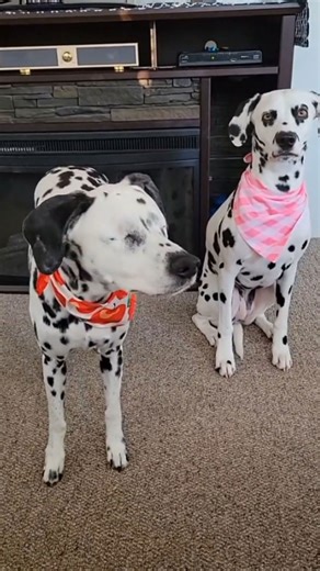 Dog mom secrets tips for happier healthier pets