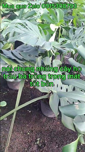 Cây trầu bà lá xẻ #monsterathai#trauleo#trucquantu
