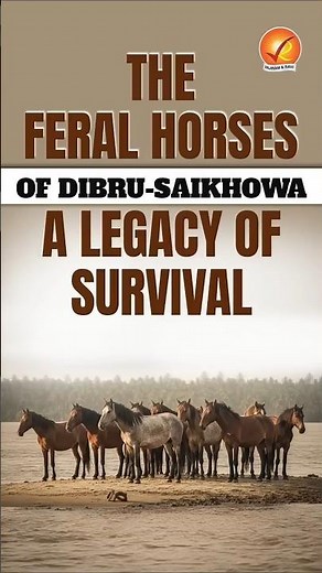 Born from War, Raised by Nature- The Untold Story of India’s Feral Horses
