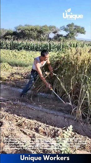 Harvesting crops: people harvesting crops in a field